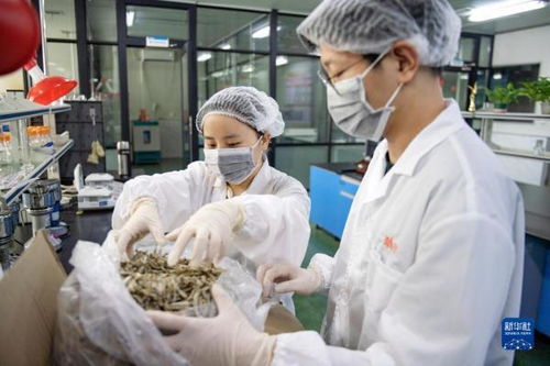 中國首次進口肯尼亞野生鳀魚產品 中非經貿博覽會上的新亮點